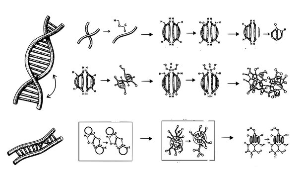 A detailed illustration of the process of DNA replication and protein synthesis including molecular structures and chemical reactions in a scientific vector graphic