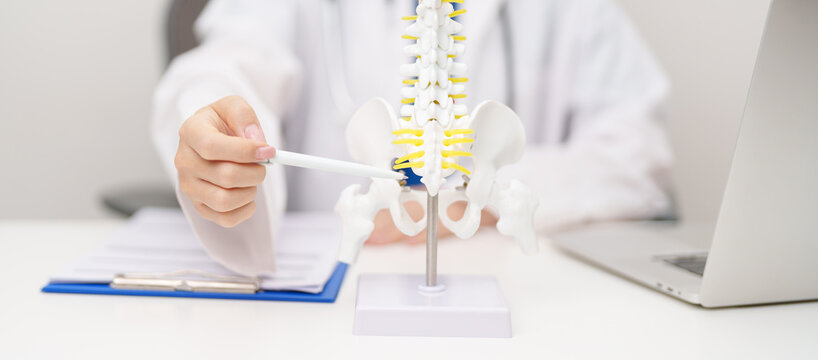 Doctor with human Spine anatomy model. Spinal Cord Disorder and disease, Back pain, Lumbar, Sacral pelvis, Cervical neck, Thoracic, Coccyx, Orthopedist, chiropractic, Office Syndrome and health