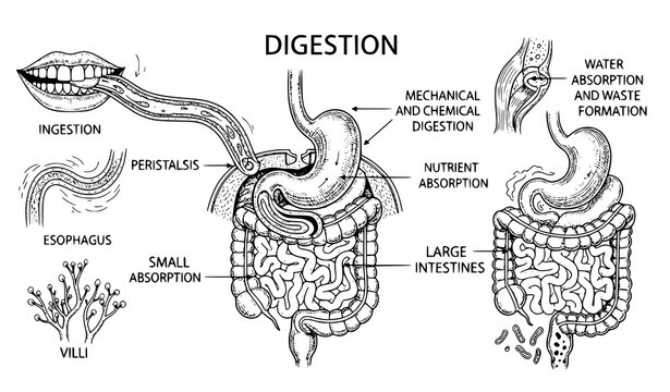An educational vector graphic illustrating the human digestive system from ingestion to waste formation with labeled parts