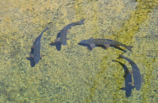 Fische im Teich