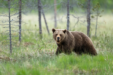 Obraz premium Wild brown bear ( Ursus arctos )