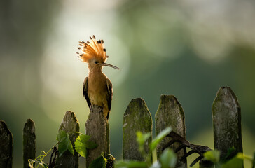 Obraz premium Eurasian hoopoe bird in early morning light ( Upupa epops )