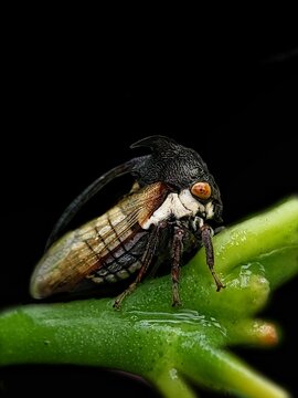 Horned Treehopper (Centrotus cornutus), a small insect known for its peculiar appearance. 