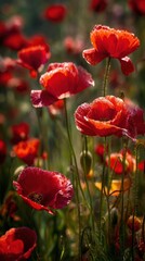 Obraz premium Field of vibrant red poppies with dew drops glistening in bright sunlight on a warm summer day in a lush green meadow detailed floral beauty