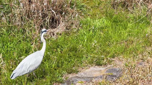 Grey Heron Standing and Walking in a Green Field in Kyoto