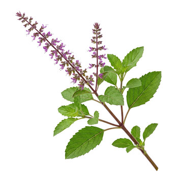Holy Basil Plant Branch with Purple Flowers and Green Leaves Isolated on White