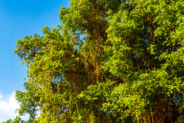 Fototapeta premium Huge tropical ficus tree with expansive blue sky natural backdrop.