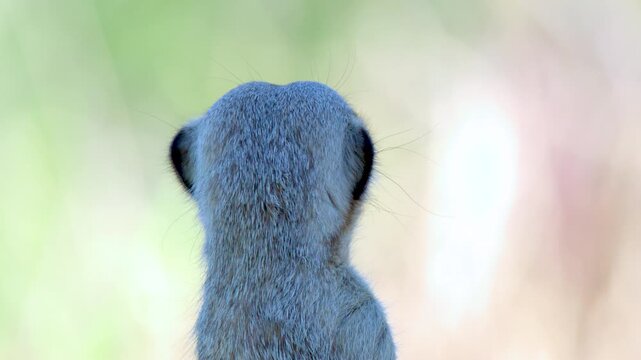 Close Up Profile View of an Alert Meerkat Looking Around