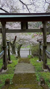 Walking through a traditional wooden gate under cherry blossoms in rural Japan, peaceful countryside pathway in spring