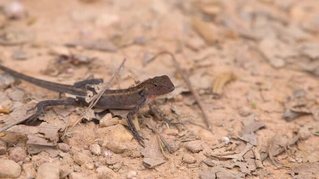Oriental Garden Lizard Resting on Dry Ground in Krabi Thailand