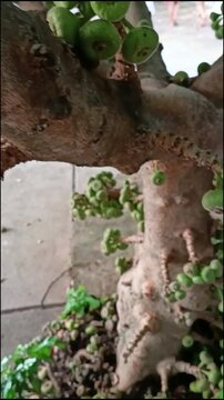 Clusters of green unripe fig fruits growing directly from the tree trunk: For botanical encyclopedias, tropical gardening blogs, or agricultural research videos.