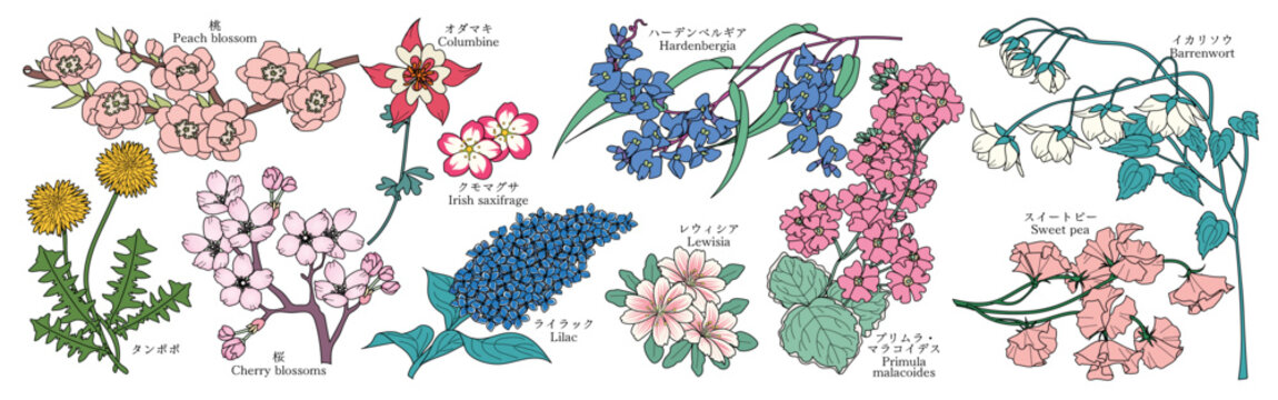 様々な花のグラフィック素材（桃、タンポポ、桜、オダマキ、クモマグサ、ライラック、ハーデンベルギア、レウィシア、プリムラ・マラコイデス、スイートピー、イカリソウ）