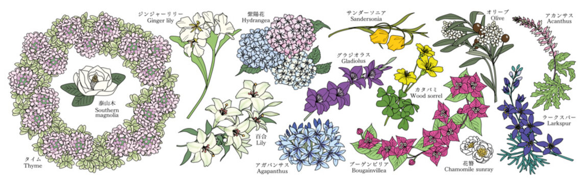 Sandersonia」の写真素材 | 1,141件の無料イラスト画像 | Adobe Stock