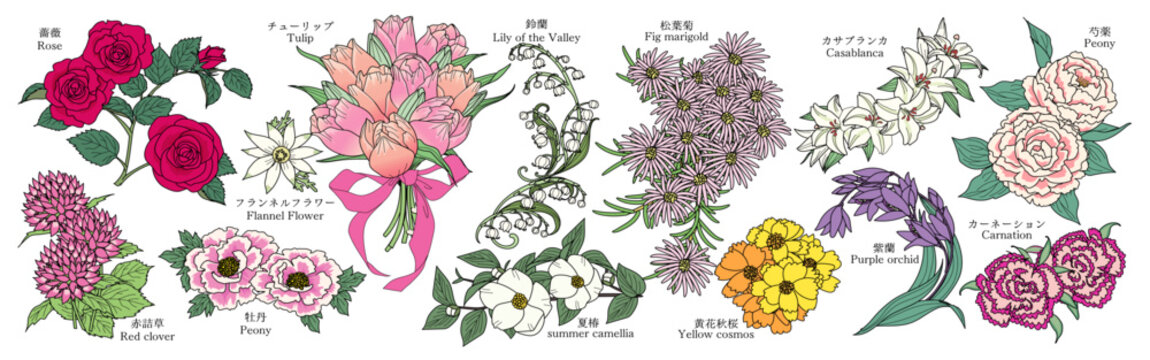 様々な花のグラフィック素材（バラ、アカツメクサ、フランネルフラワー、牡丹、チューリップ、すずらん、マツバギク、夏椿、キバナコスモス、カサブランカ、芍薬、紫蘭、カーネーション）