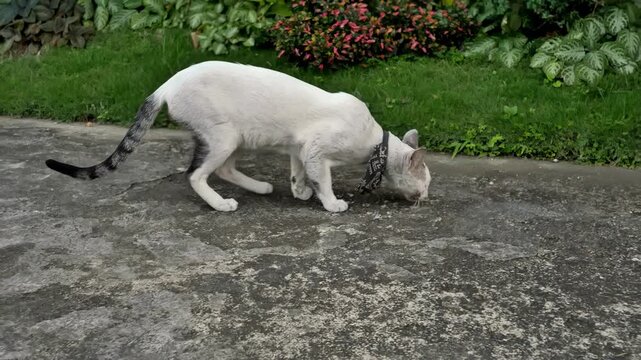 A stray cat on a stroll sniffs a scent then pauses and shows a face marked with battle scars.