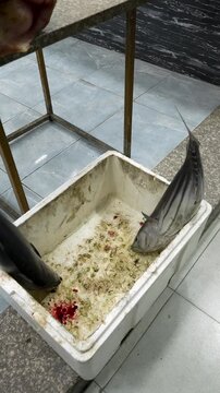 Skipjack tuna Katsuwonus pelamis fish market fresh catch, vertical video reel