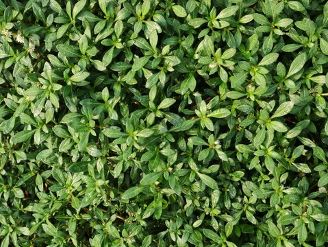 Fresh green alligator weed plant (Alternanthera philoxeroides) growing in the garden. Perfect for themes of nature, botany, ecology, and invasive plant species