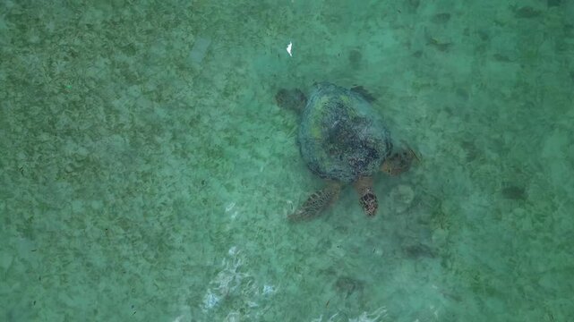 Sea turtle swimming takes a breath peacefully in crystal clear turquoise ocean water, enjoying marine environment and vibrant underwater ecosystem. Magic aerial view drone camera pointing down