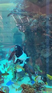 scuba diver and coral reef