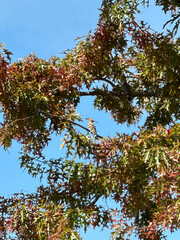 참나무 나무가지에 앉아 있는 철새 후투티 © Ostrich