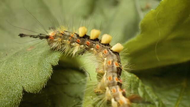 Vapourer moth caterpillar (Orgyia antiqua) larva crawling on leaf surface. Close up