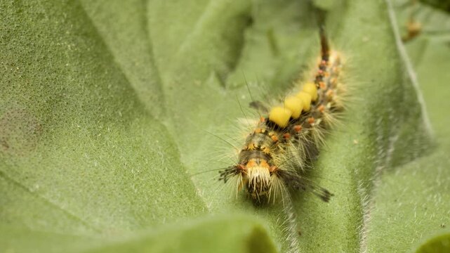 Rusty tussock moth (Orgyia antiqua)  larva crawling on leaf.