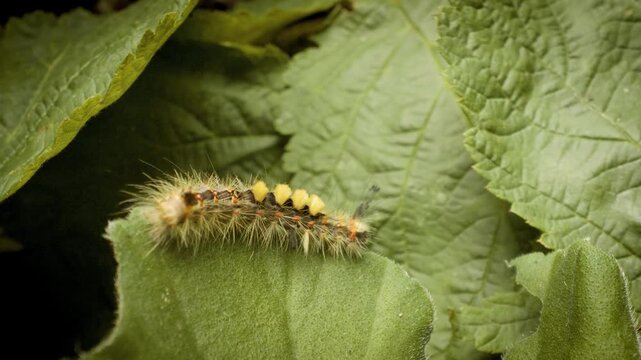 Rusty tussock moth (Orgyia antiqua) larva on leaf, detailed macro of hairy caterpillar