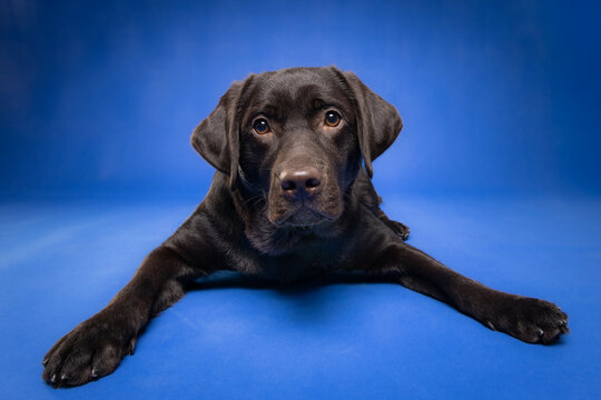 Adorable Chocolate Labrador Retriever puppy lying down in a studio with a blue background. A beautiful portrait of a loyal, friendly, and calm companion