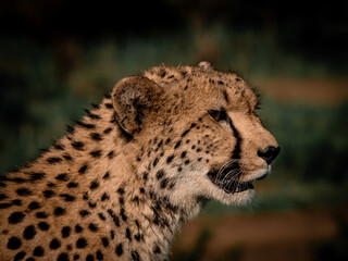 Cheetah portrait in grass looking into distance South Africa © Rebekka