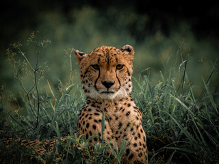 Cheetah looking directly at camera in natural habitat South Africa © Rebekka