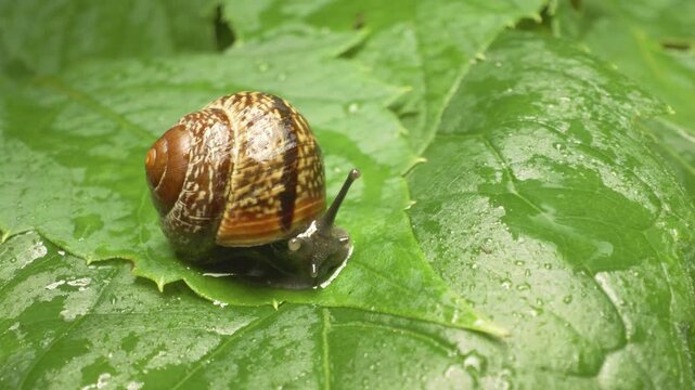 Copse snail (Arianta arbustorum) on leaf &ndash; detailed close-up of pulmonate land snail in natural habitat