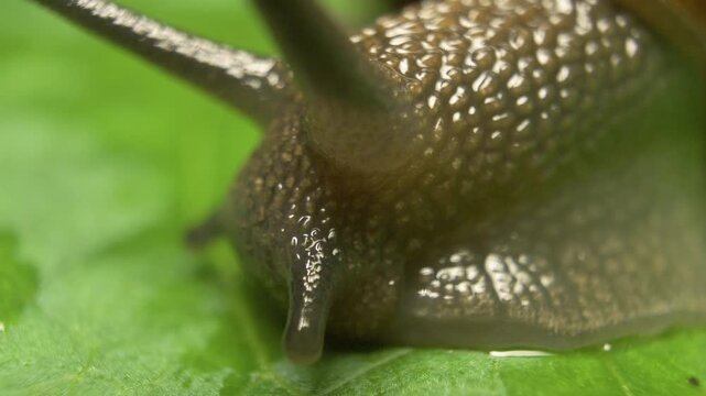 Macro close-up of copse snail (Arianta arbustorum) on leaf surface