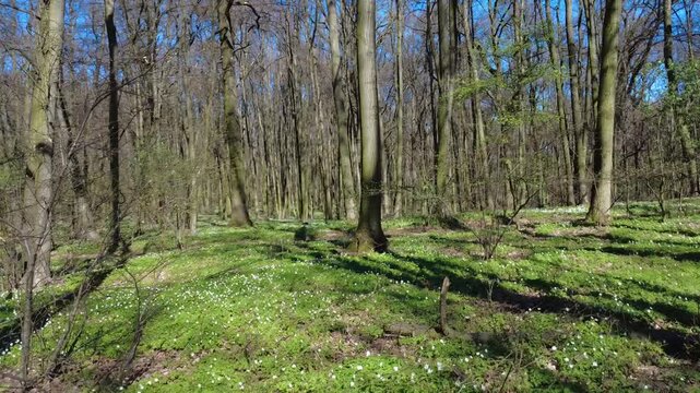 Spring forest filled with blooming snowflake flowers (Leucojum vernum) on a sunny day. The video captures gentle sunlight filtering through trees, fresh green vegetation, and a peaceful natural atmosp