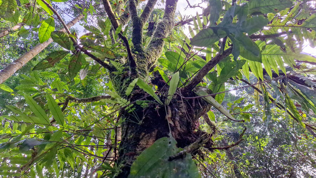 Lush Tropical Forest Tree Trunk with Epiphytes and Ferns in Sunlight