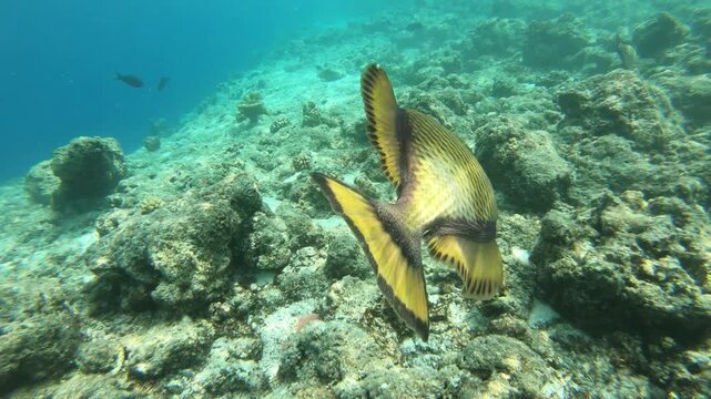 Though titan triggerfish are usually wary of divers and snorkelers, females can be territorial and aggressive around their nests during the reproduction season, which occurs for about a week in each m