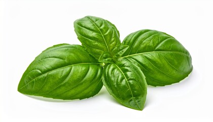 Obraz premium Fresh Green Basil Leaves Isolated on White Background Healthy Food Ingredient Natural Herb