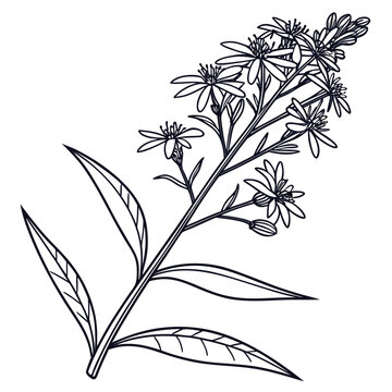 solidago virgaurea line art flower vector
