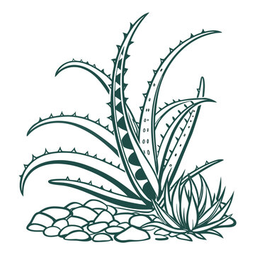 senecio stapeliiformis lien art vector