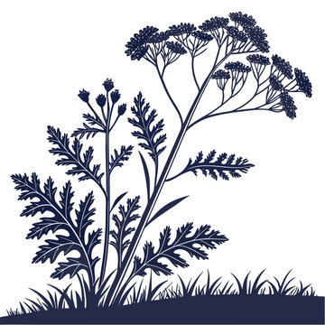 senecio cineraria silhouette on white