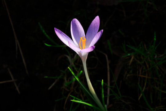 Single crocus blooming in garden in Germany during spring awakening