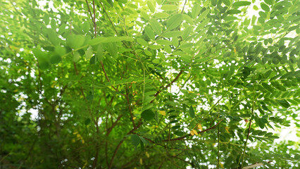 Fresh Styphnolobium Japonicum Leaves in Summer Forest © nana