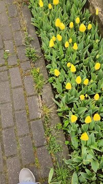 yellow flowers in the garden