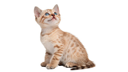 Cute kitten looks up with bright blue eyes and playful expression isolated on transparent background cut out © Ivan