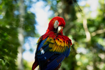 Scarlet macaw perched in tropical rainforest, Costa Rica wildlife close-up © Matheus