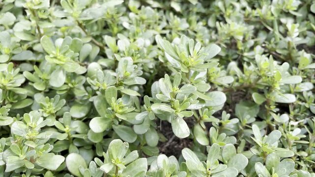 blooming Purslane (Portulaca oleracea) growing in a summer garden	
