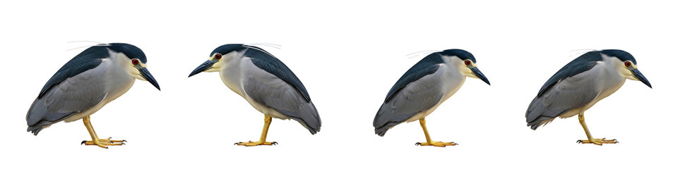 Obraz premium Black-crowned night heron collection standing on a black background
