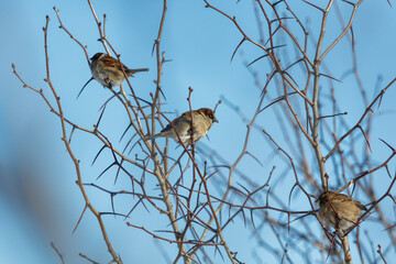 Obraz premium Three birds are sitting on a tree branch