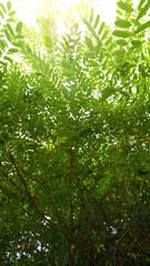 Fototapeta premium Fresh Styphnolobium Japonicum Leaves in Summer Forest