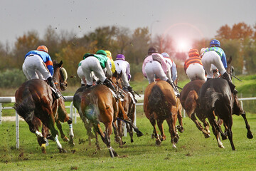 Turf con caballos en grupo y jinetes galopando en pelotón en hipódromo con pista de hierba y sol de frente