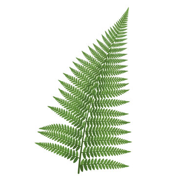Detailed botanical illustration of a single green fern frond leaf with intricate pinnate leaflets, isolated on a white background for easy cutout and graphic design use.